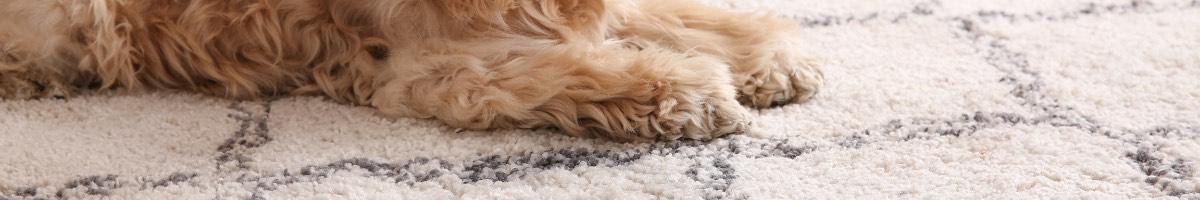 Carpet Catalog Pet Proof